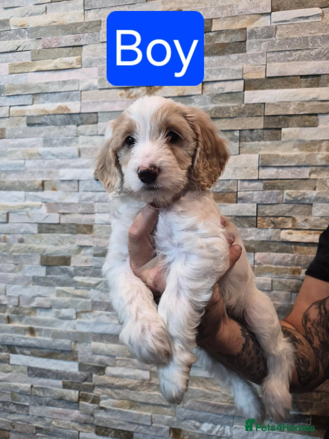 Cockapoo dogs for sale: 7 x F2 cockerpoo puppies 4 boys 3 girls - Advert 20
