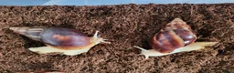 Snails invertebrates for sale: 🐌 10 Beautiful Giant African Land Snails 🐌 in Plymouth - Advert 13