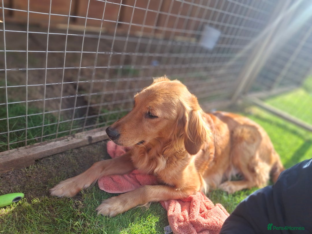 Golden Retriever dogs for sale: Working golden retriever puppies for sale  - Image 14