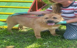 Mixed Breed dogs for adoption: 🐾 Izzy – the snuggle bear with a golden heart 🐾 - Image 5