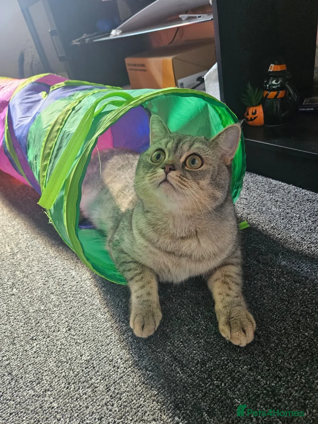 British Shorthair cats for sale: Stunning British Short Hair in Wolverhampton - Advert 5