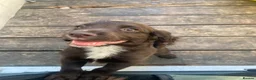Cocker Spaniel dogs for sale: Cocker spaniel (no docked tail) - Advert 1