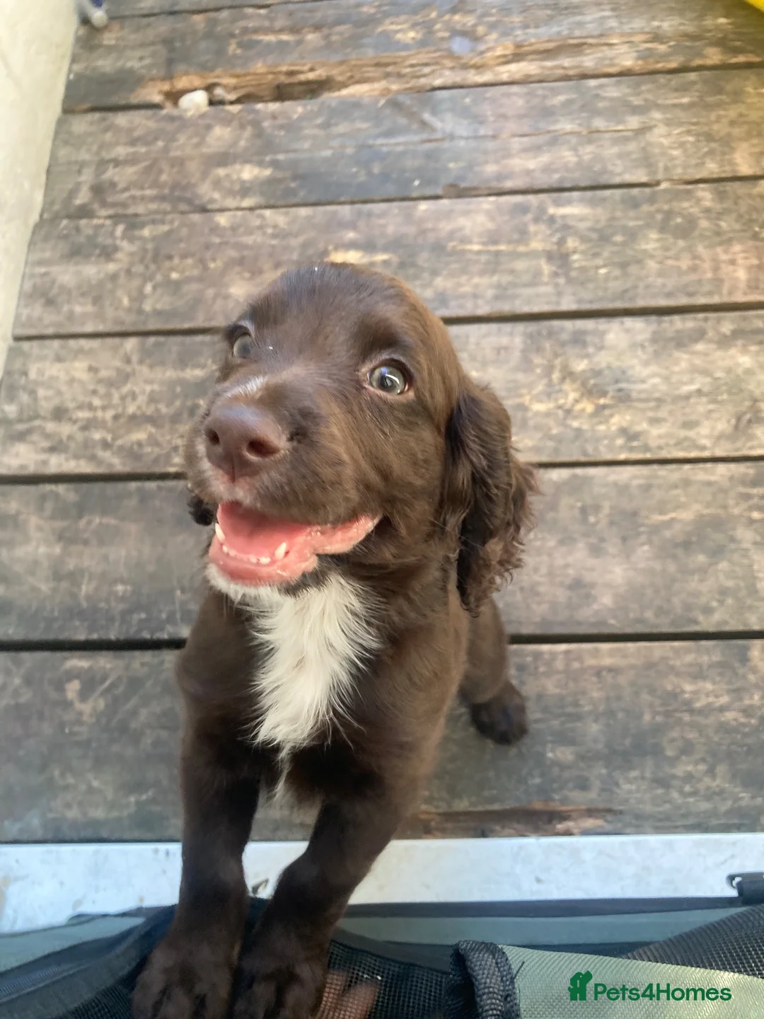 Cocker Spaniel dogs for sale: Cocker spaniel (no docked tail) - Advert 1