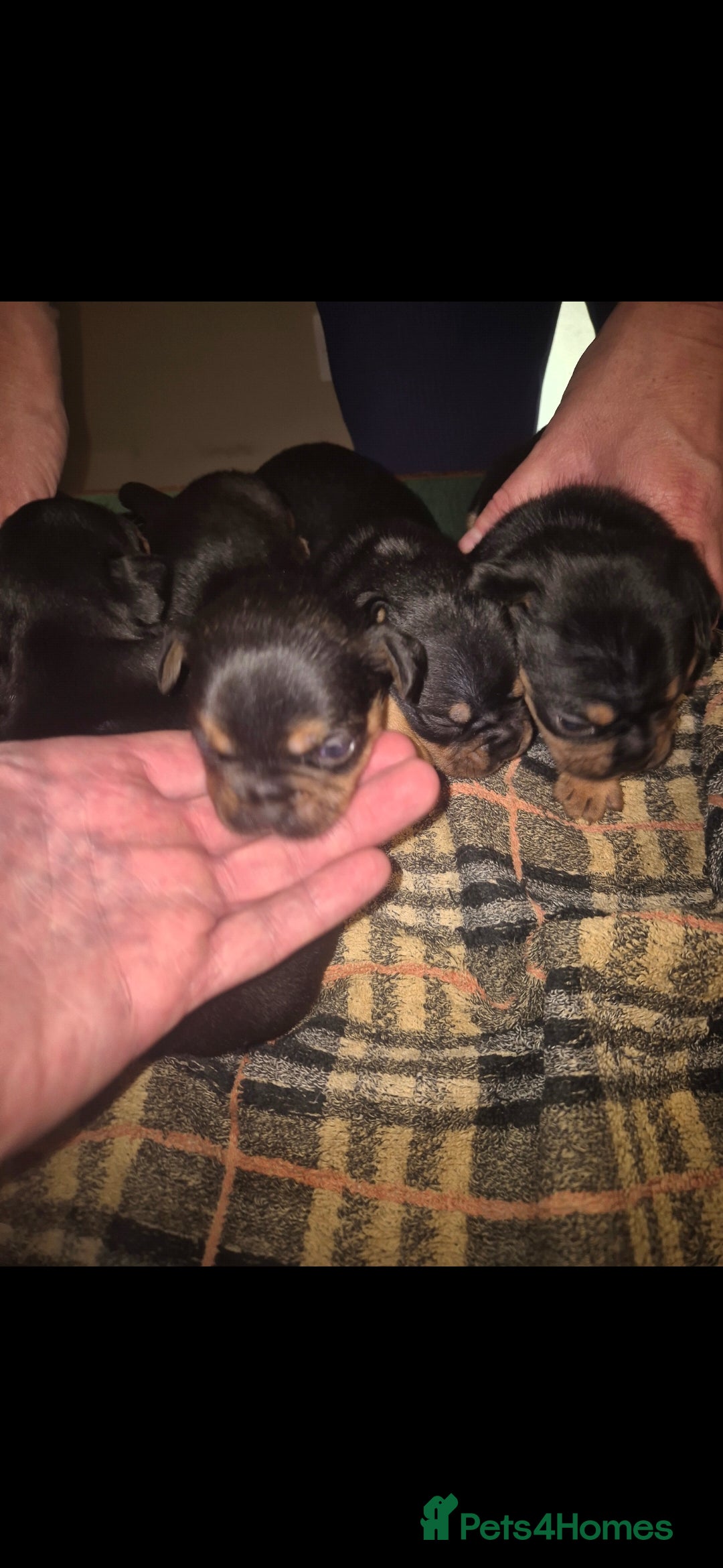 Mixed Breed dogs for sale: French bulldog x jack russell - Advert 7