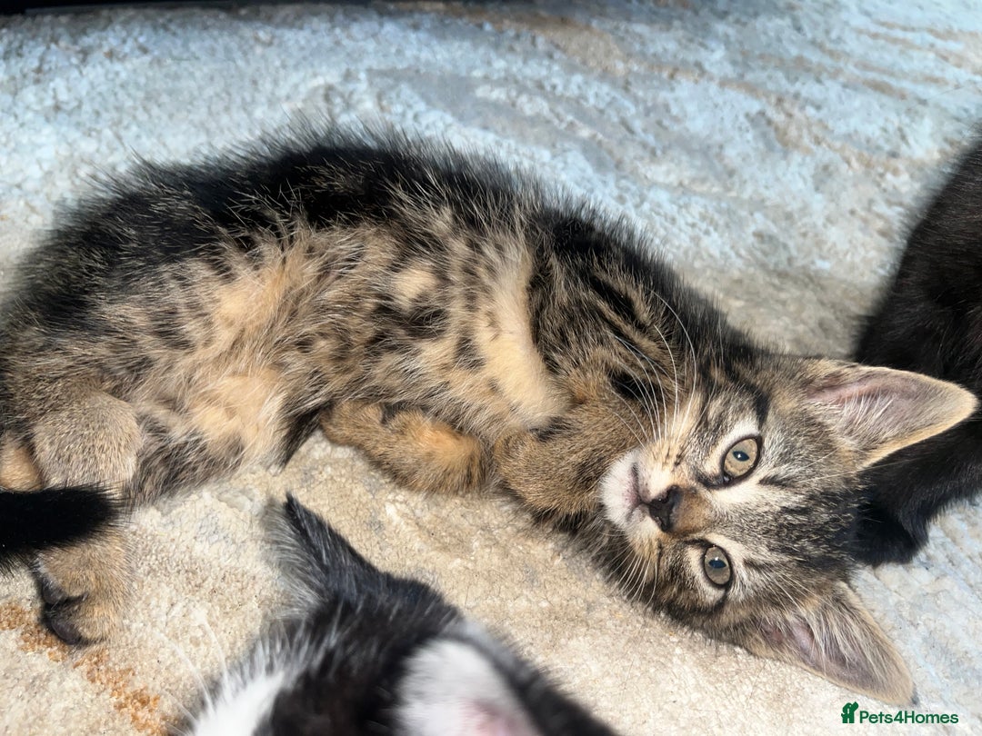 Mixed Breed cats for sale: Kittens for sale - Image 7