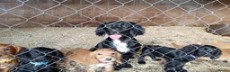 Cocker Spaniel dogs for sale: Fantastic Cocker Spaniels  - Advert 1