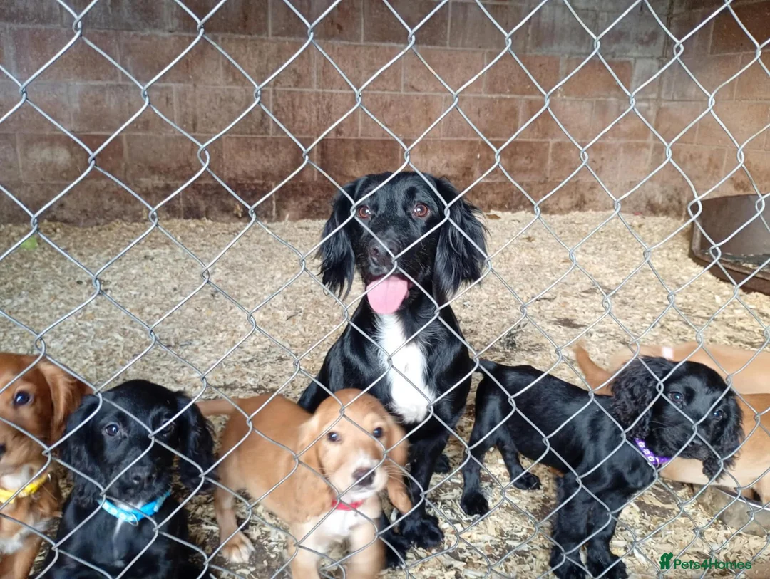Cocker Spaniel dogs for sale: Fantastic Cocker Spaniels  - Advert 1