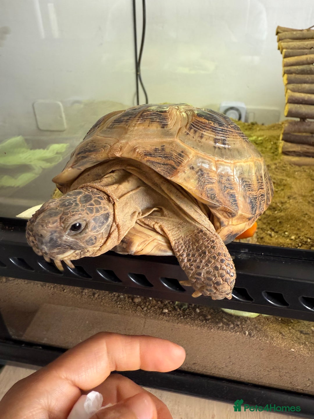 Tortoise reptiles for sale: Horsefield Russian Tortoise  - Image 6