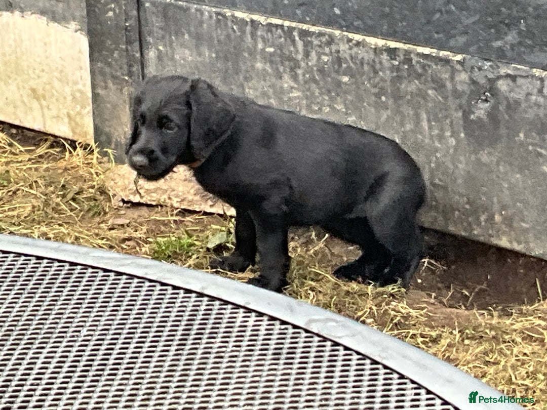 Labradoodle dogs for sale: Labradoodle  - Image 12