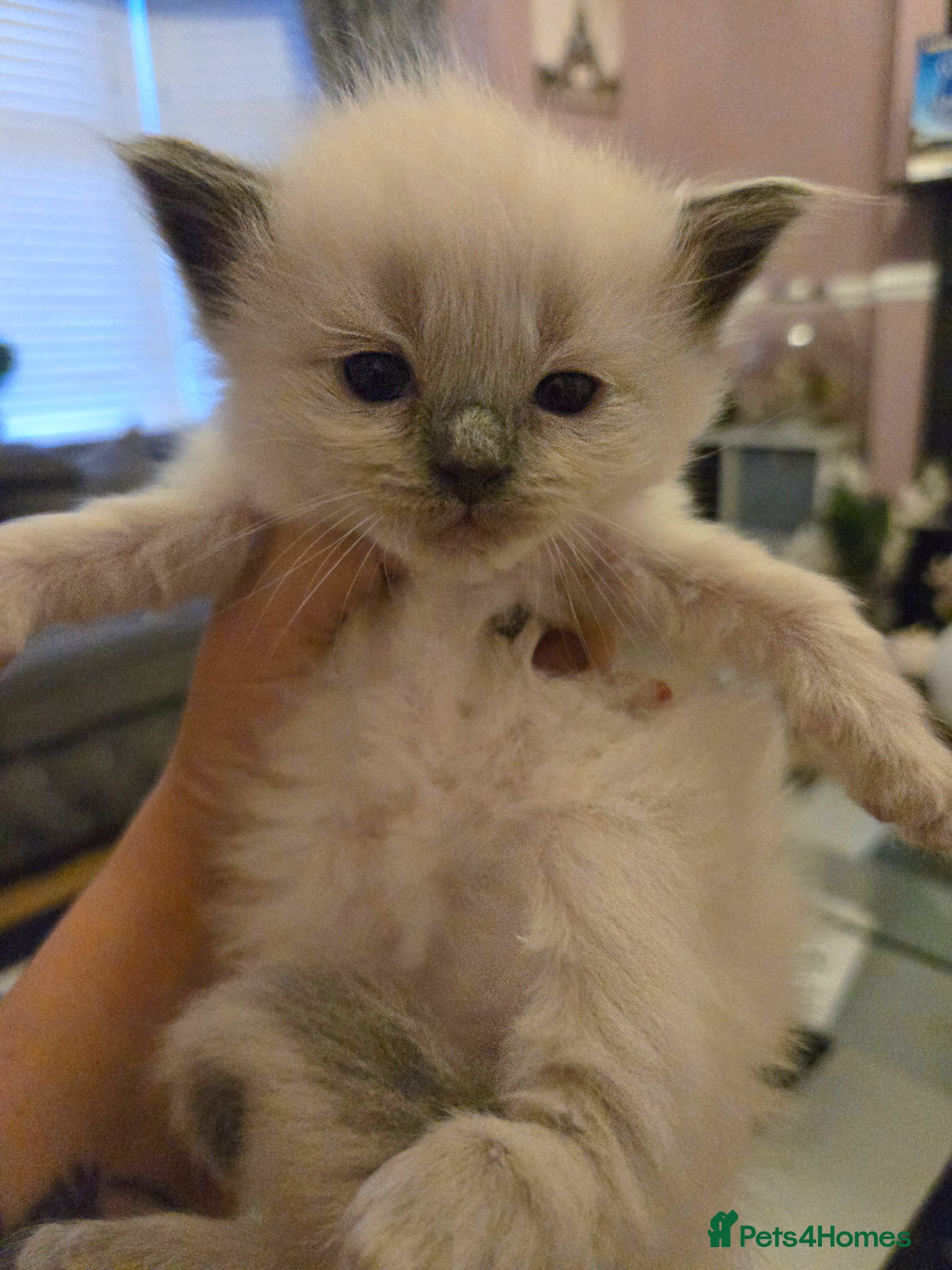Ragdoll cats for sale: Stunning litter of Purebred Ragdoll kittens - Advert 32