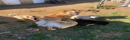 Mixed Breed dogs for stud:  golden German shepherd x Belgium Mali stud - Advert 5
