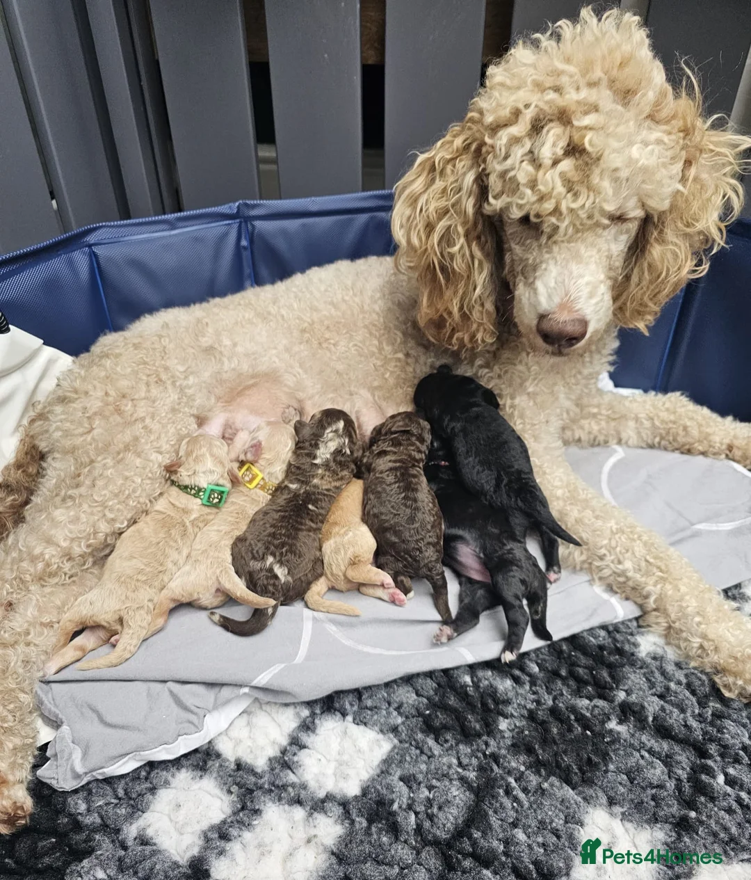 Miniature Poodle dogs for stud: Miniature poodle blue merle for stud in Bradford - Advert 36