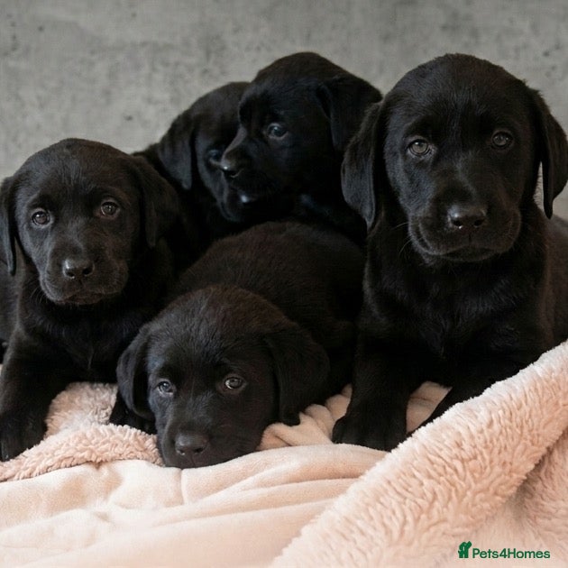 Labrador Retriever dogs EXTENSIVELY HEALTH TESTED KC CHUNKY LABRADORS  - Advert 2