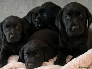 Labrador Retriever dogs EXTENSIVELY HEALTH TESTED KC CHUNKY LABRADORS - Advert 2