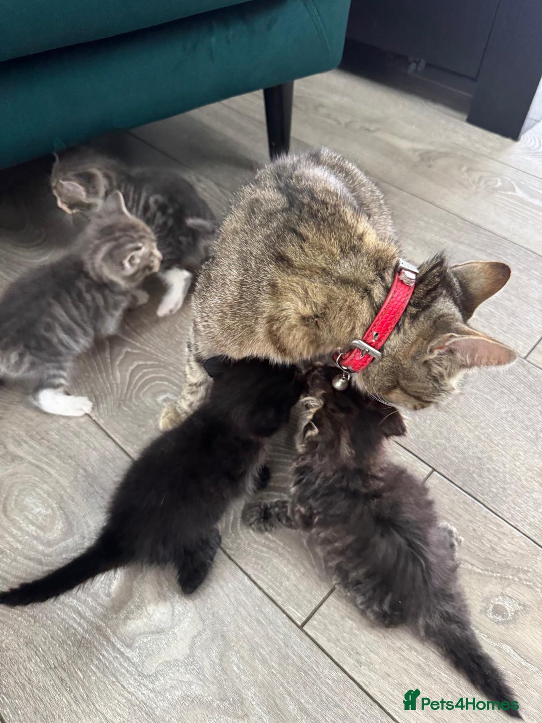 Mixed Breed cats for sale: Beautiful kittens  - Image 15