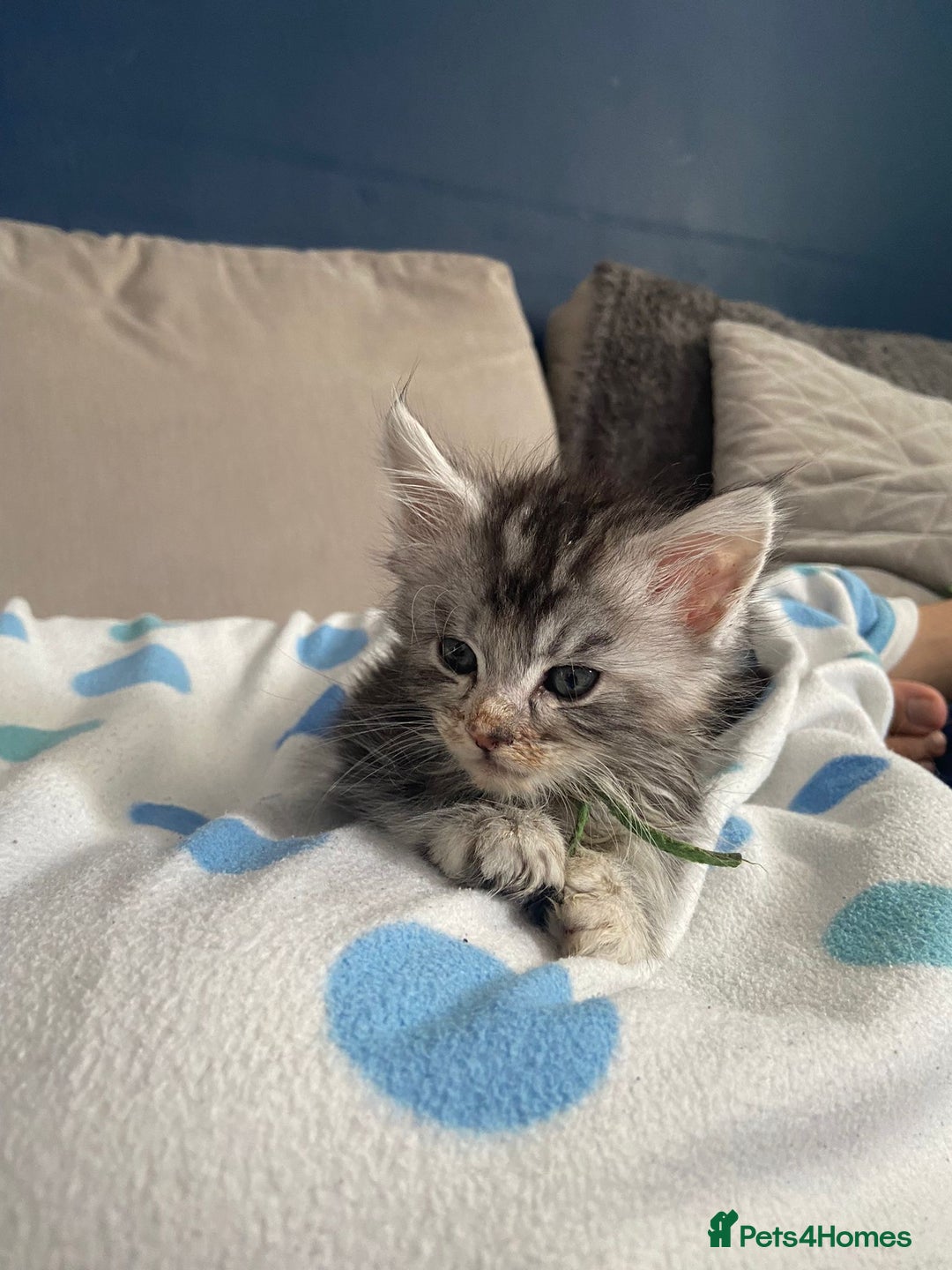 Maine Coon cats for sale: Pedigree MaineCoon Kittens - Image 29
