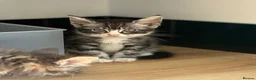 Mixed Breed cats for sale: Beautiful Maine coon cross kittens  - Advert 12