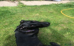 Mixed Breed dogs for sale: Cane corso x Belgium mal  - Image 3