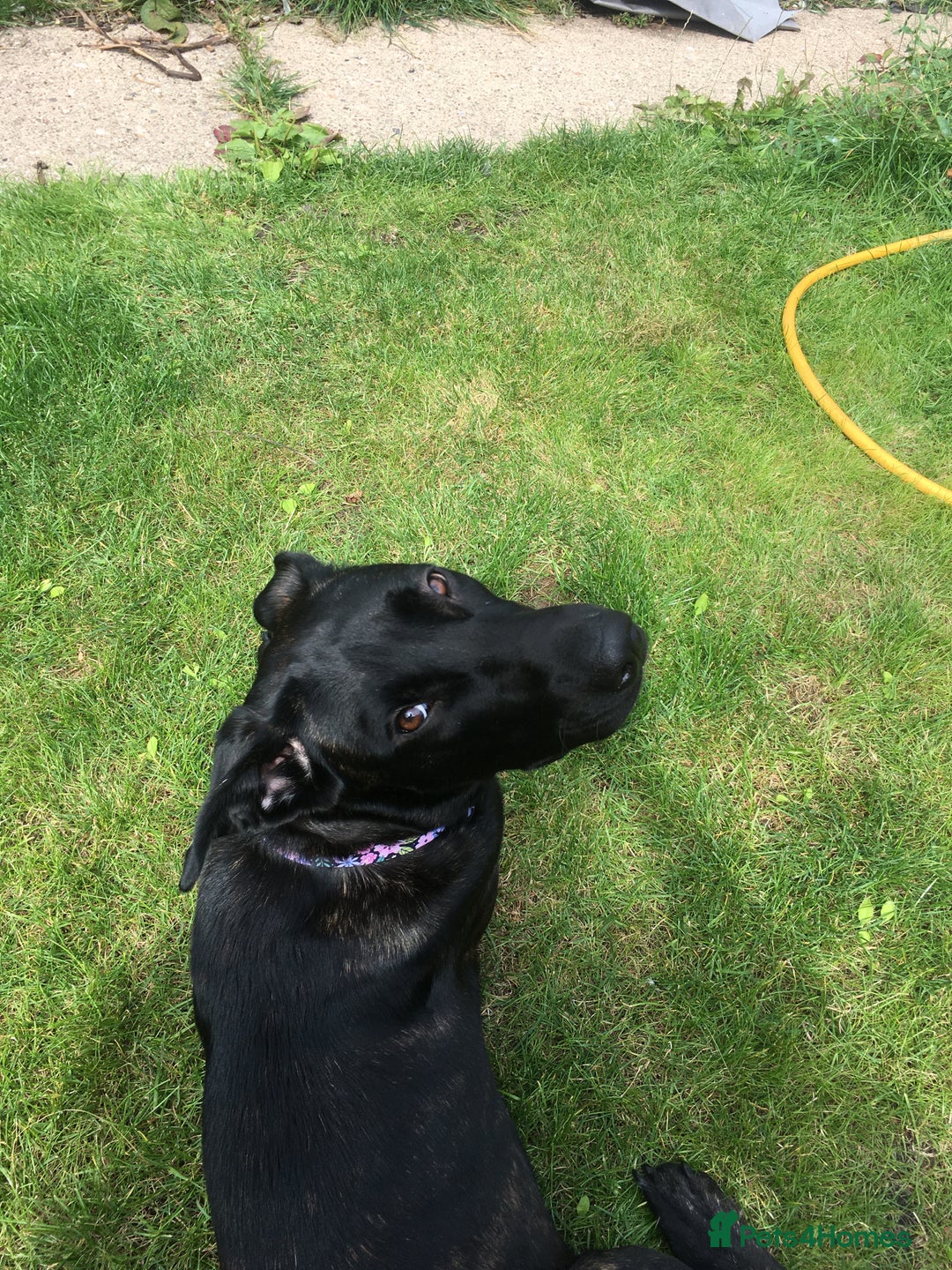 Mixed Breed dogs for sale: Cane corso x Belgium mal  - Image 3