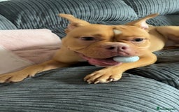 Old Tyme Bulldog dogs for sale: Old tyme bulldog  - Image 2