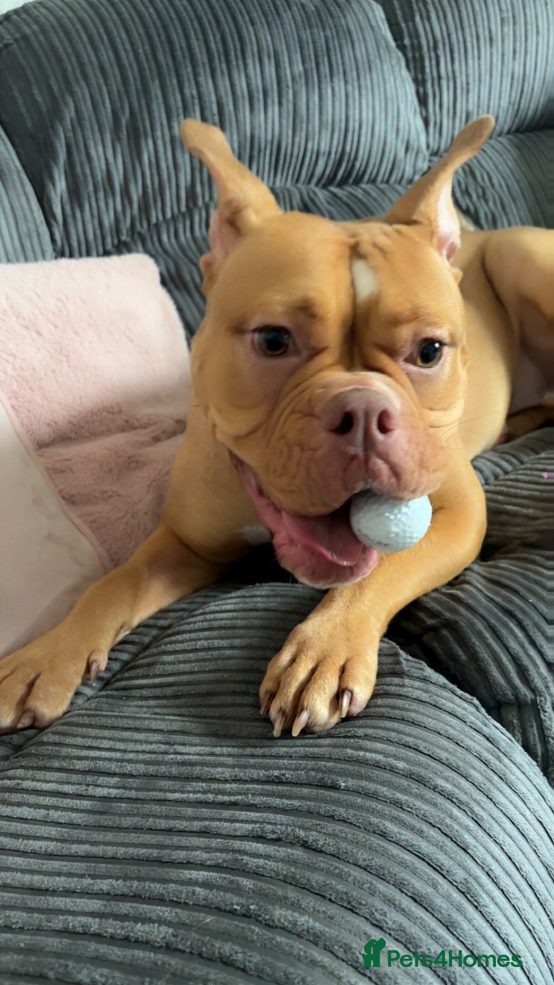 Old Tyme Bulldog dogs for sale: Old tyme bulldog  - Image 2