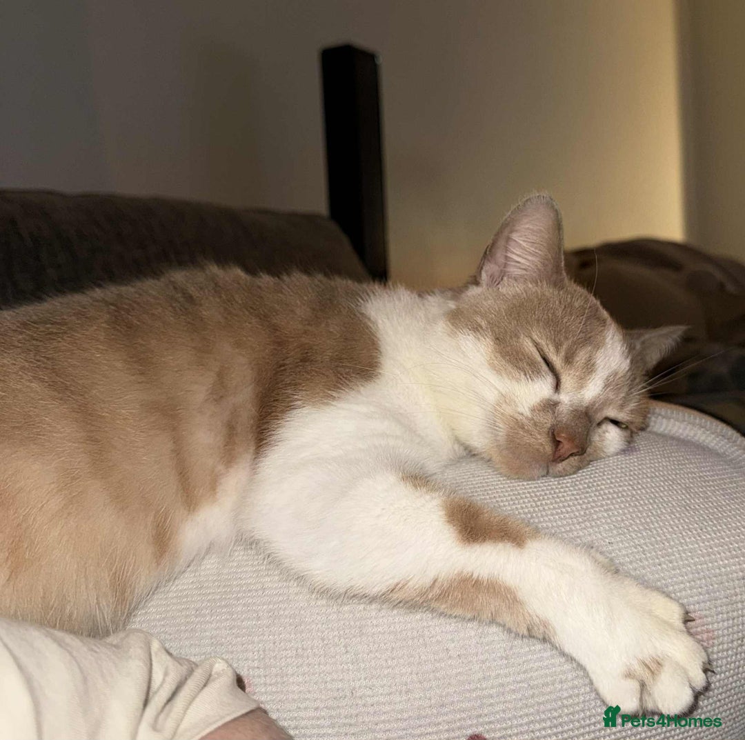 Mixed Breed cats for sale: Makes cats aged 4 and 2 - Advert 8