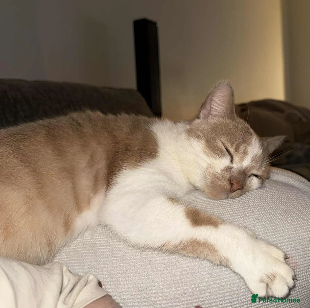 Mixed Breed cats for sale: Makes cats aged 4 and 2 - Advert 8