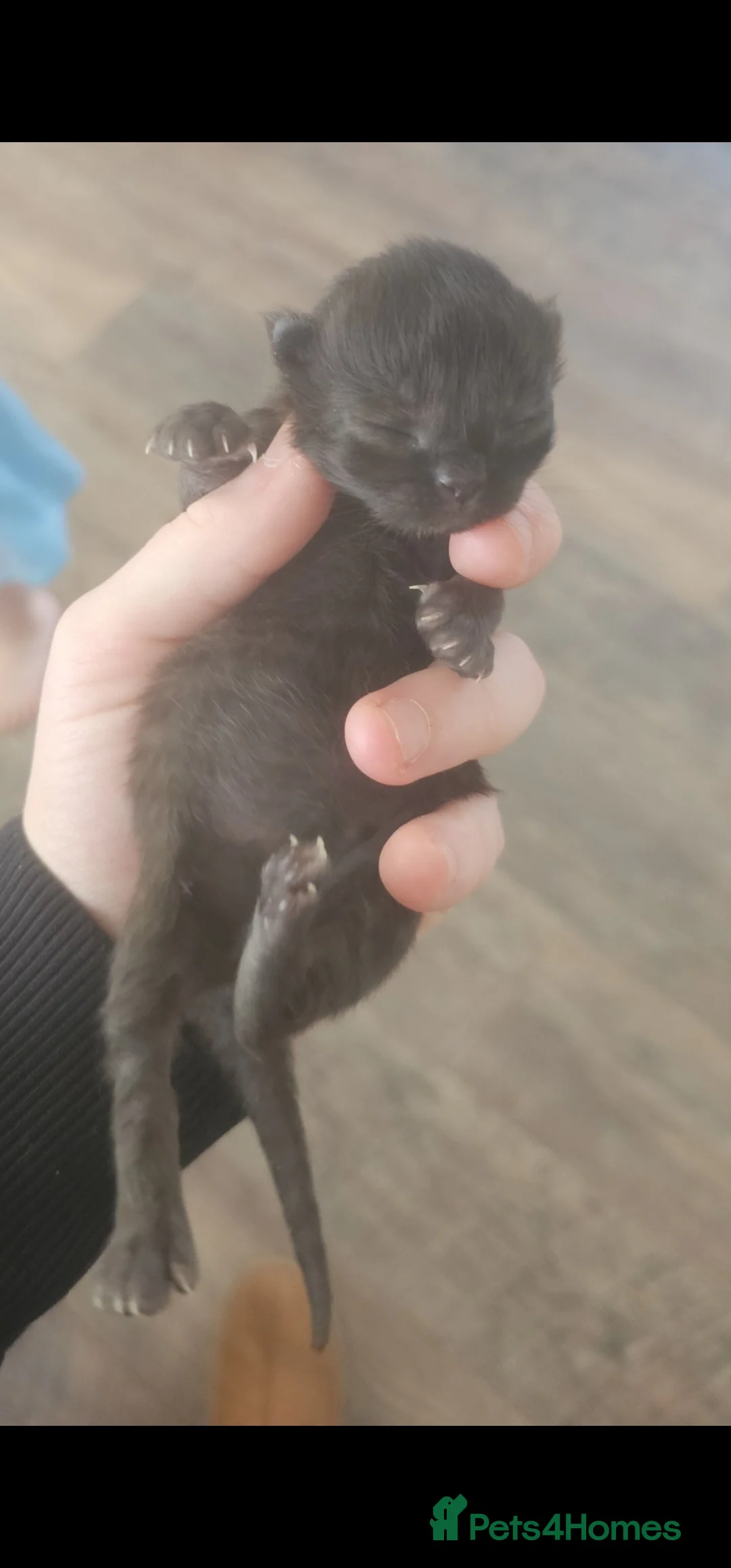 Persian cats for sale: Persian kittens for reserve🖤 - Advert 6