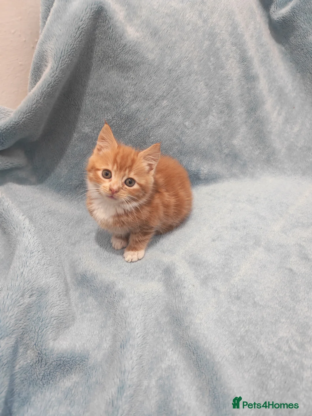 Mixed Breed cats for sale: Beautiful kittens VIDEOS - Advert 5