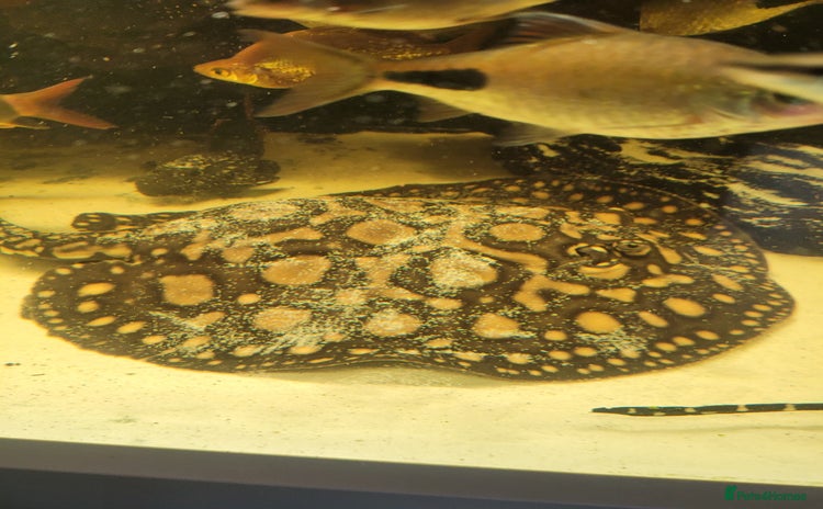 Other/Mixed Breed fish - Advert 2