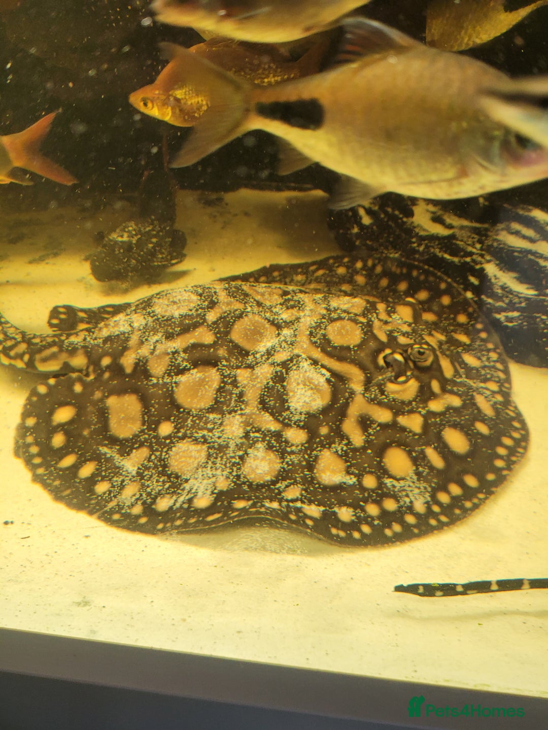 Other/Mixed Breed fish for sale: Pair of rays - Image 1