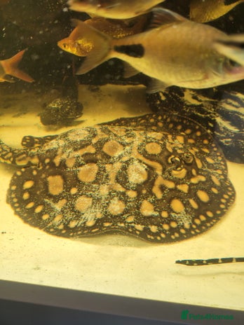 Other/Mixed Breed fish - Advert 12