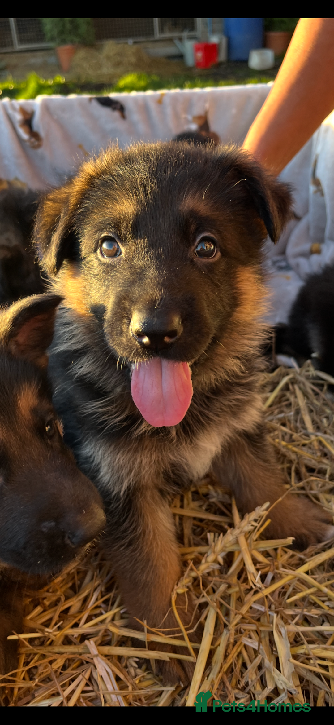 German Shepherd dogs for sale: Stunning Gsd puppies for sale  - Image 6