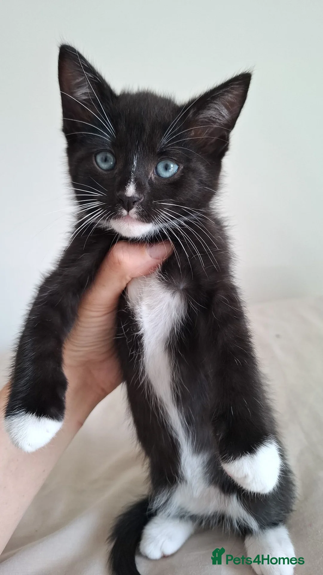 Mixed Breed cats for sale: 8 week old kittens in Barry - Advert 2
