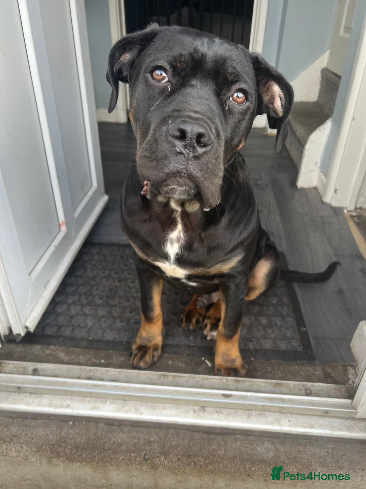 Cane Corso dogs Storm  - Advert 7