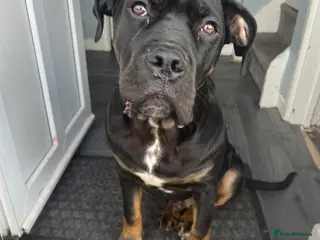 Cane Corso dogs Storm - Advert 7