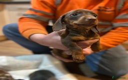 Miniature Dachshund dogs for sale: Stunning rainbow litter mini dachshunds - Advert 24