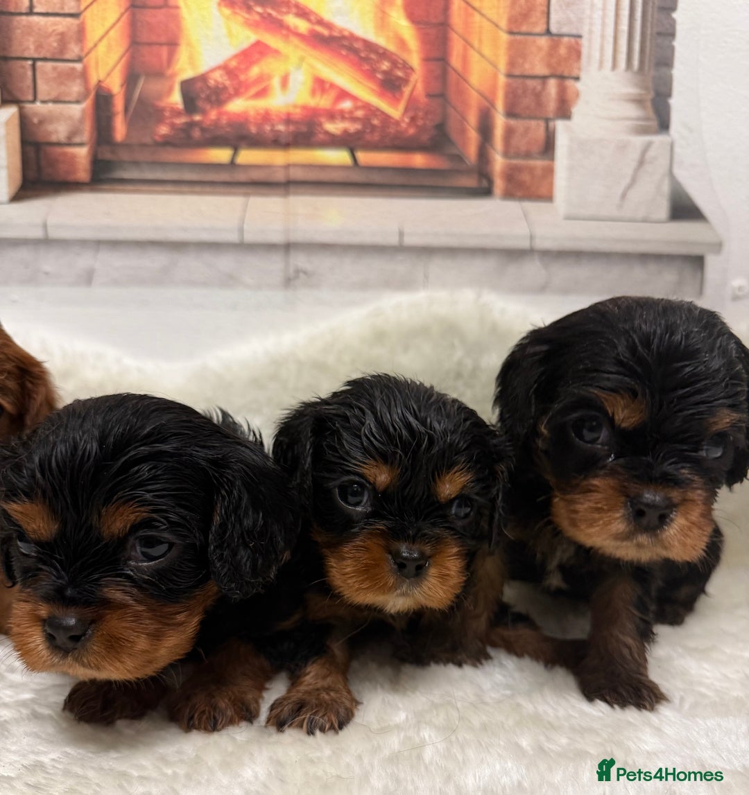 Cavalier King Charles Spaniel dogs for sale: KC King Charles Cavalier Puppies for sale  - Advert 11