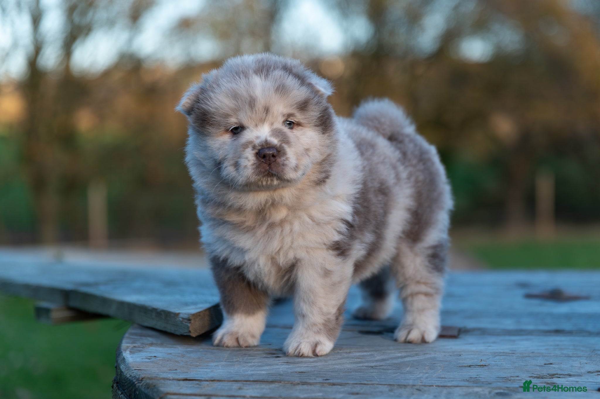 Chow Chow dogs Chow Chow female Puppy Kc Reg - Advert 15