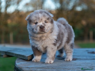 Chow Chow dogs Chow Chow female Puppy Kc Reg - Advert 2