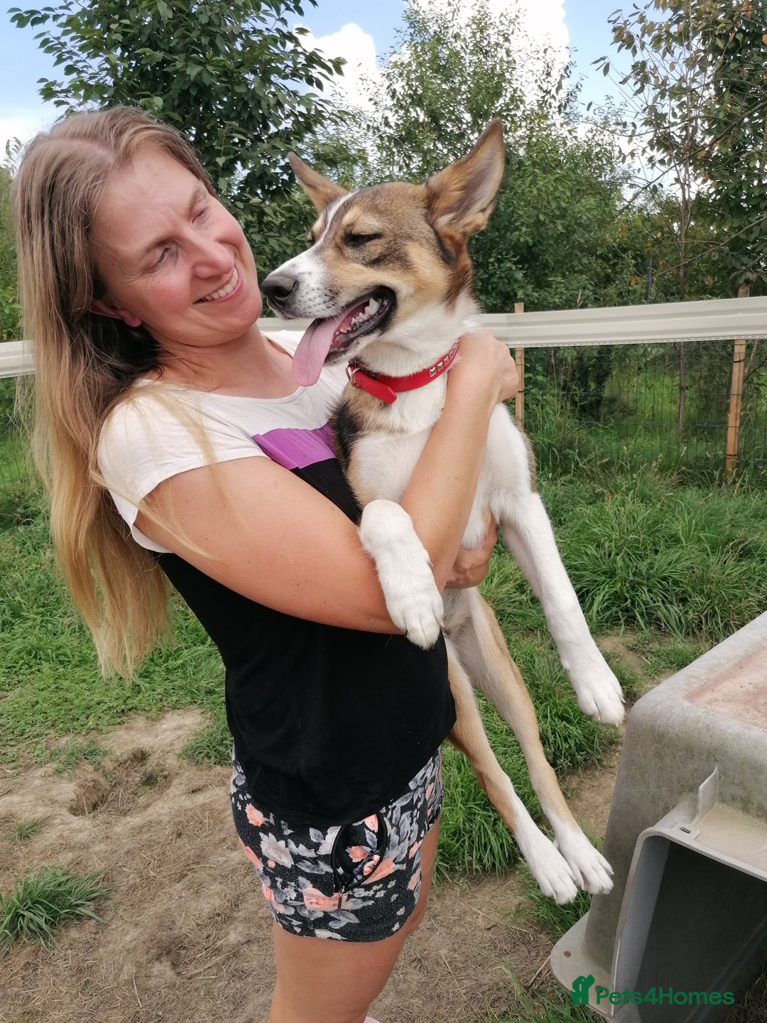 Mixed Breed dogs for adoption: 💖🐶 ZEENA 🐶💖 - Image 2