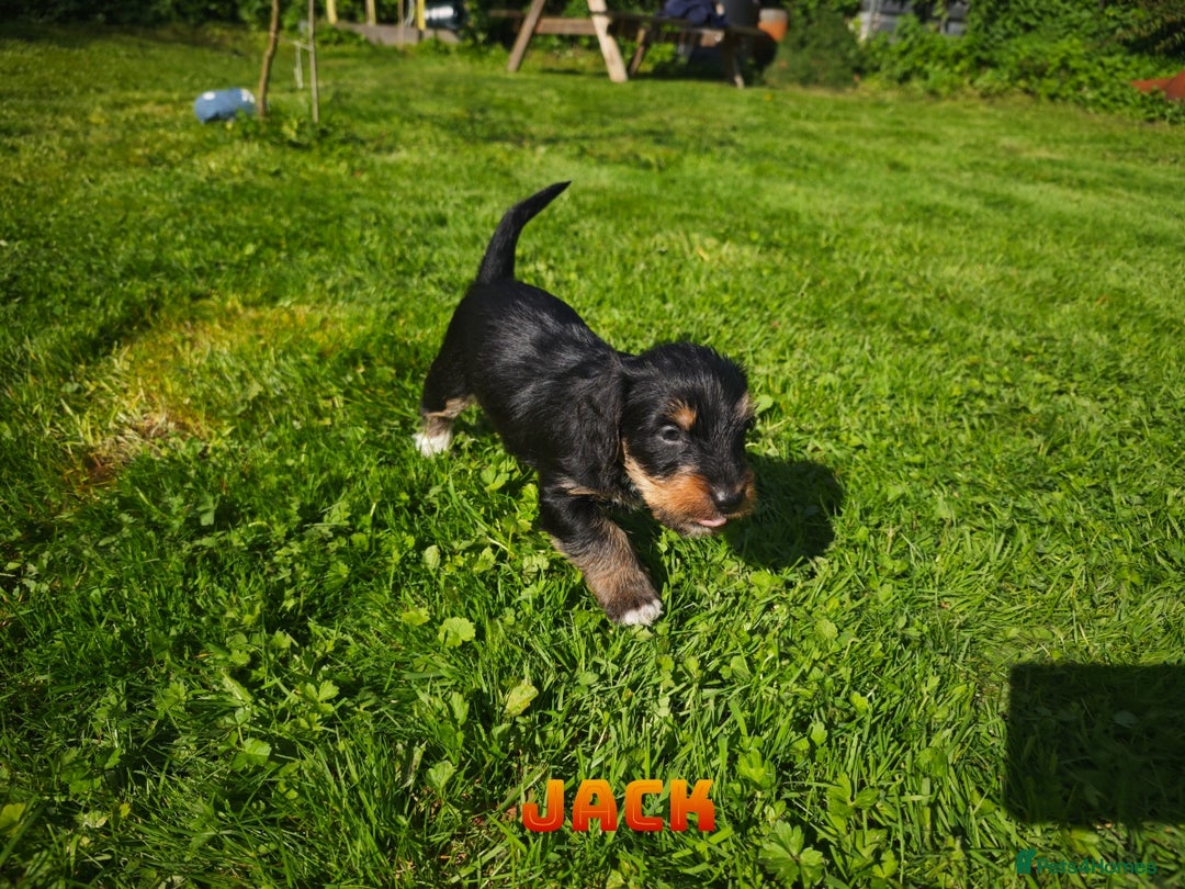 Mixed Breed dogs for sale: Parson Russell Cross Puppies  - Image 14