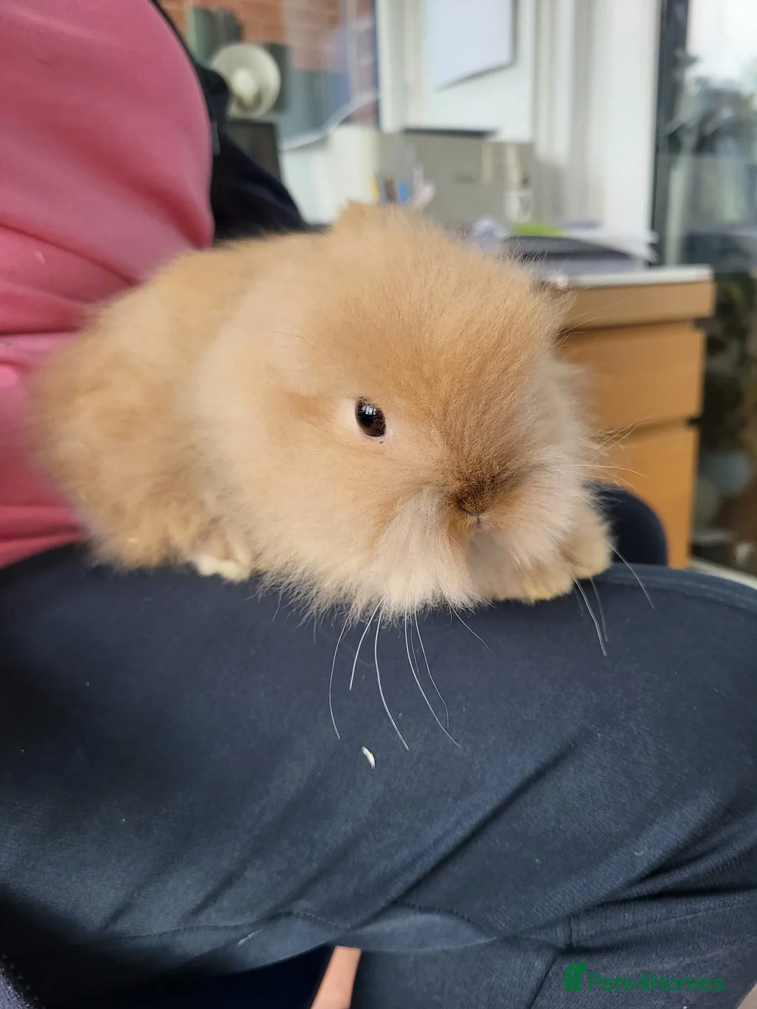 Lionhead rabbits for sale: 3 beautiful male lionhead rabbits  - Advert 3
