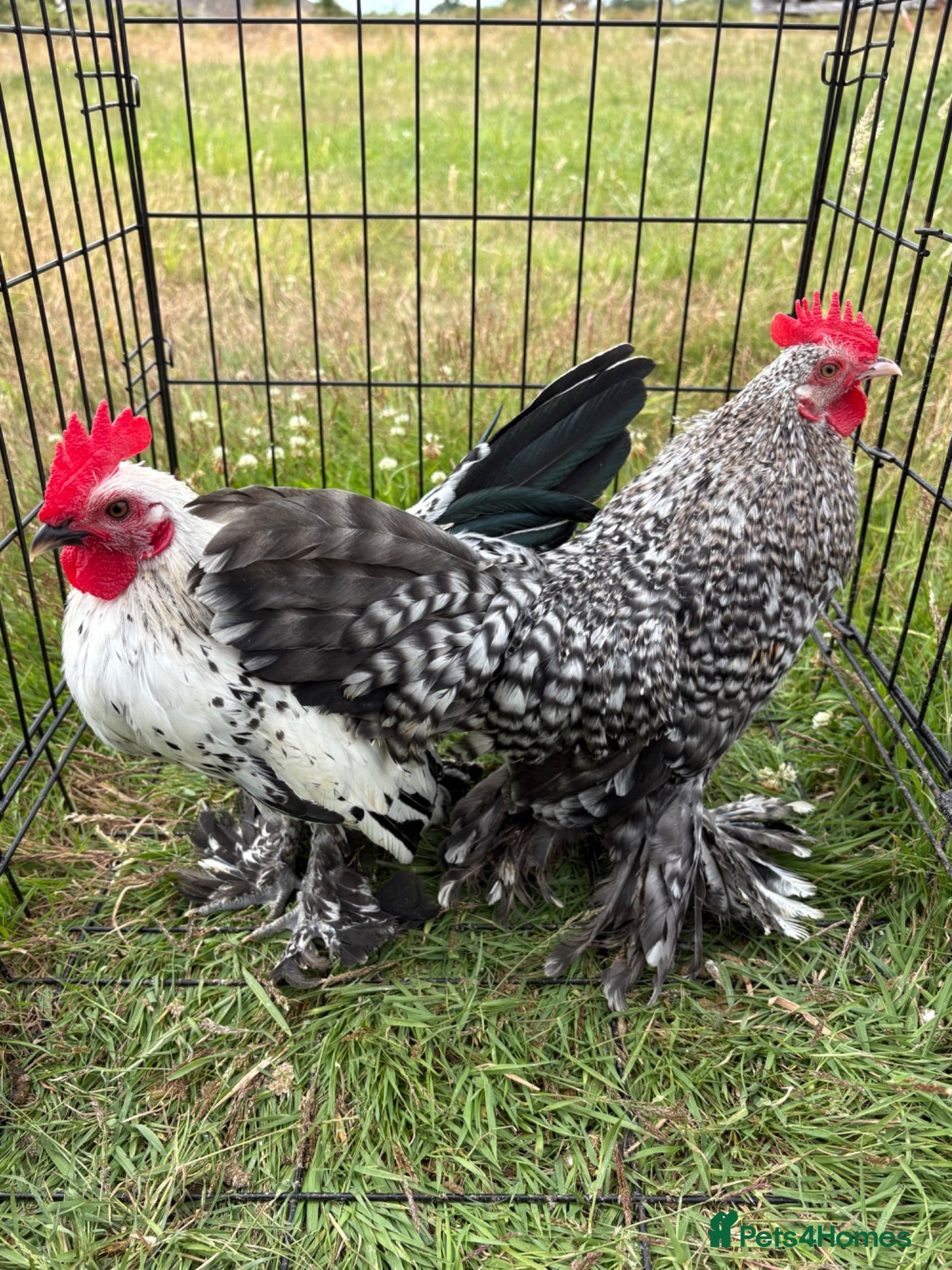 Chickens poultry Sablepoot/Booted Bantam Cockerels. - Advert 7