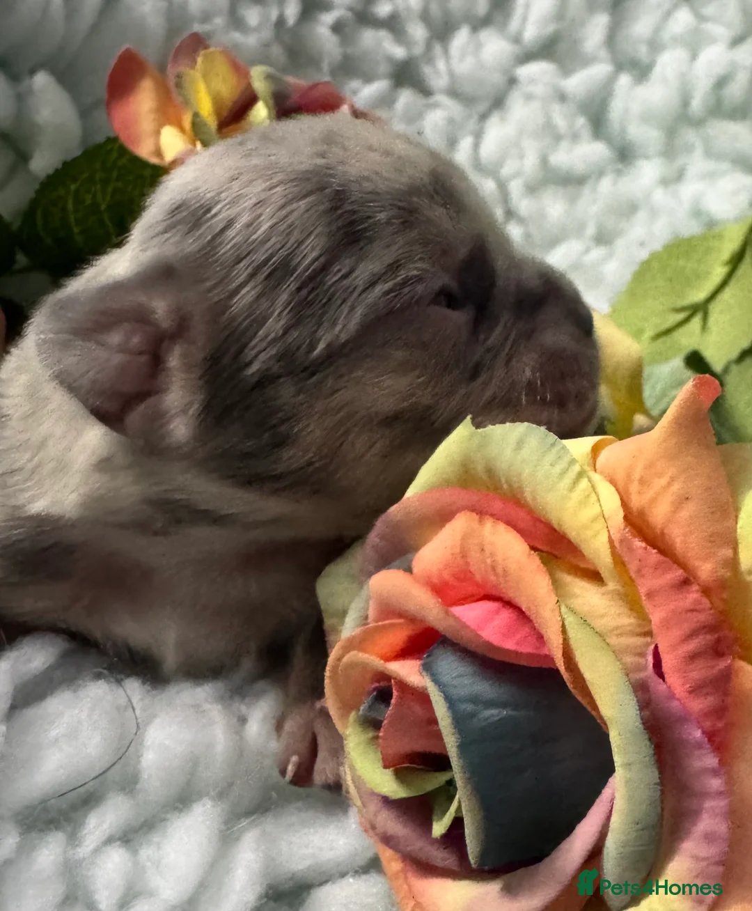 French Bulldog dogs for sale: Out standing french bulldogs merles carry fluffy - Advert 10