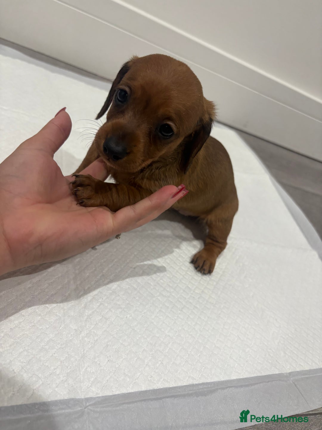 Miniature Dachshund dogs for sale: Beautiful little miniature dachshund girl  - Image 6
