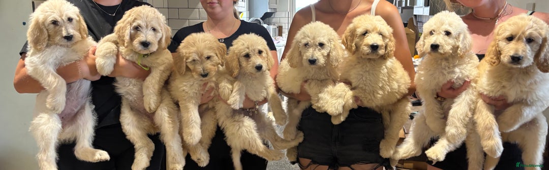 Labradoodle dogs for sale: F1B Standard Labradoodle Puppies Ready Now!🩷💙 - Image 9