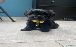 Mixed Breed dogs for sale: Cutest Havadoodles - Image 4