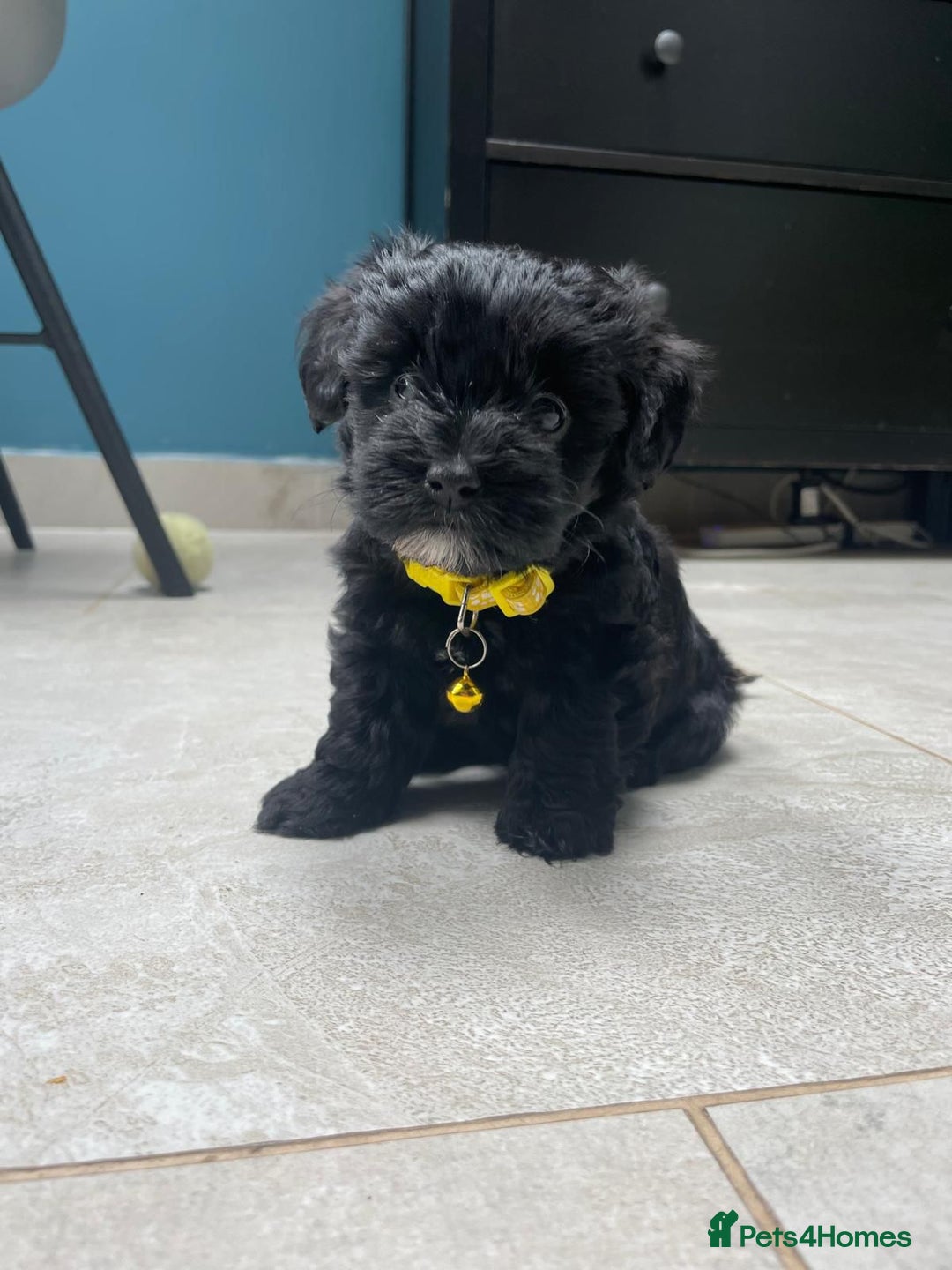 Mixed Breed dogs for sale: Cutest Havadoodles - Image 4