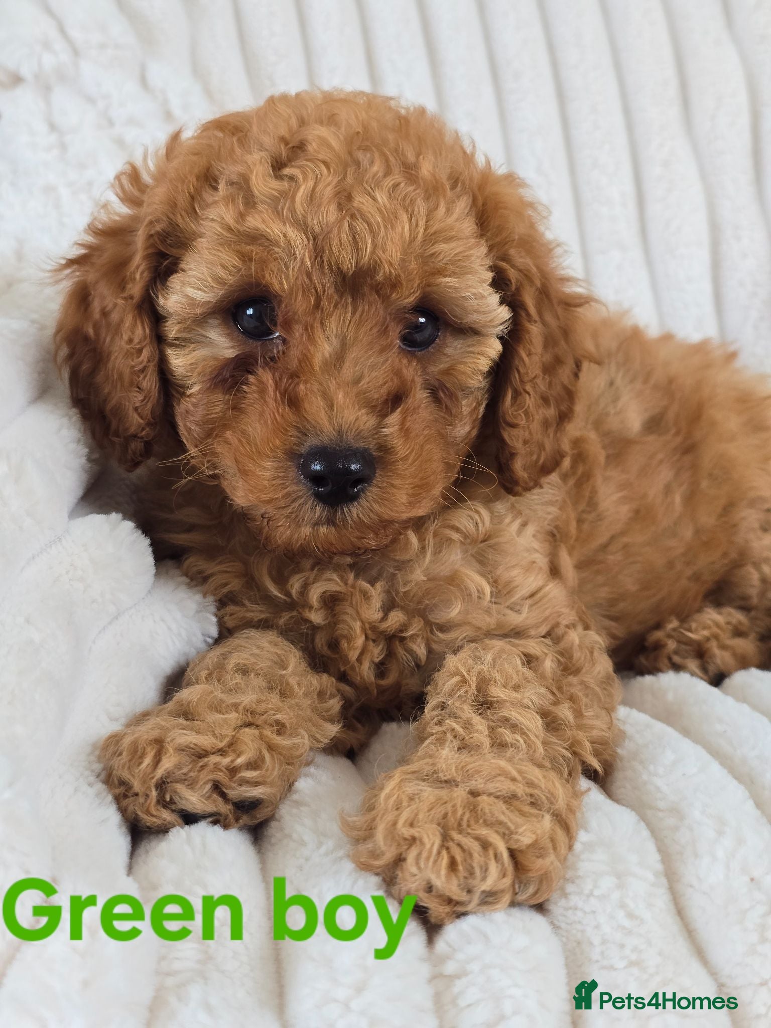 Cavapoo dogs MiniatureF1B💥DNAHealthTestedParents💥FamilyRaised - Advert 1